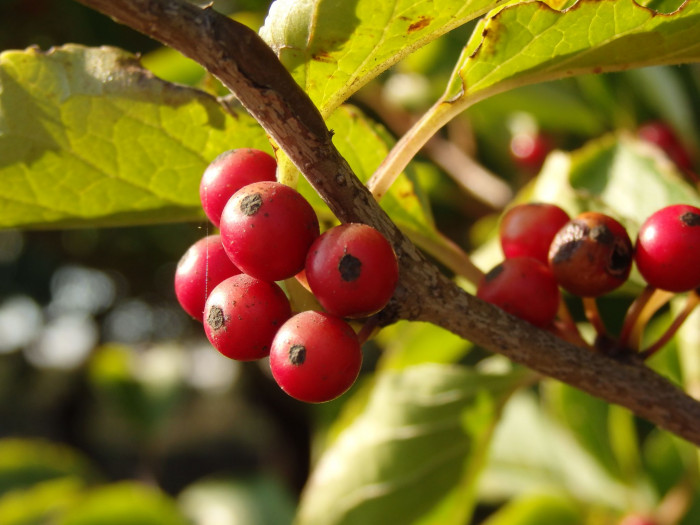 대팻집나무 - Ilex macropoda Miq. for. macropoda