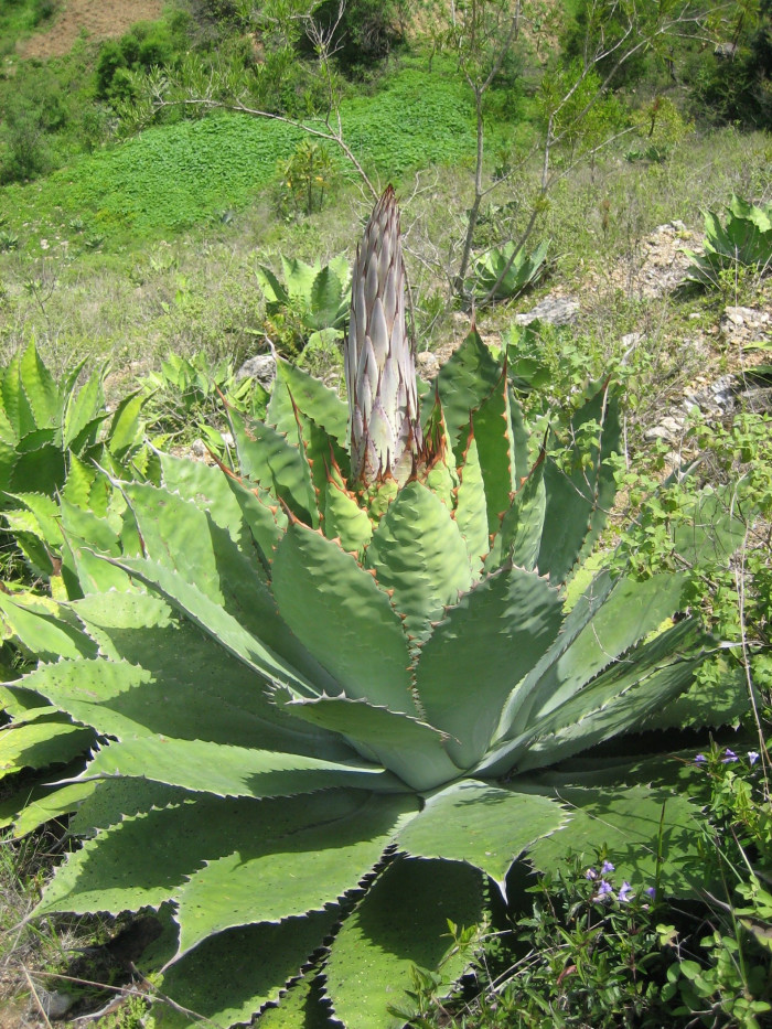 기암성 - Agave cupreata