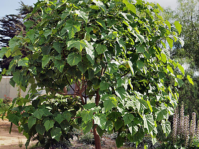 오동나무 사진 - Paulownia coreana Uyeki Photos
