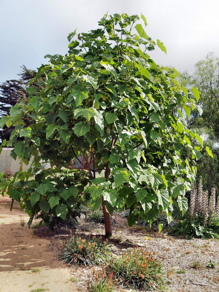 오동나무 - Paulownia coreana Uyeki