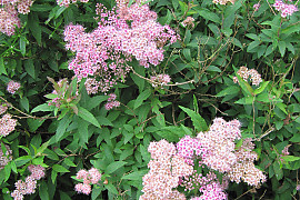 일본조팝나무 - Spiraea japonica L.f.