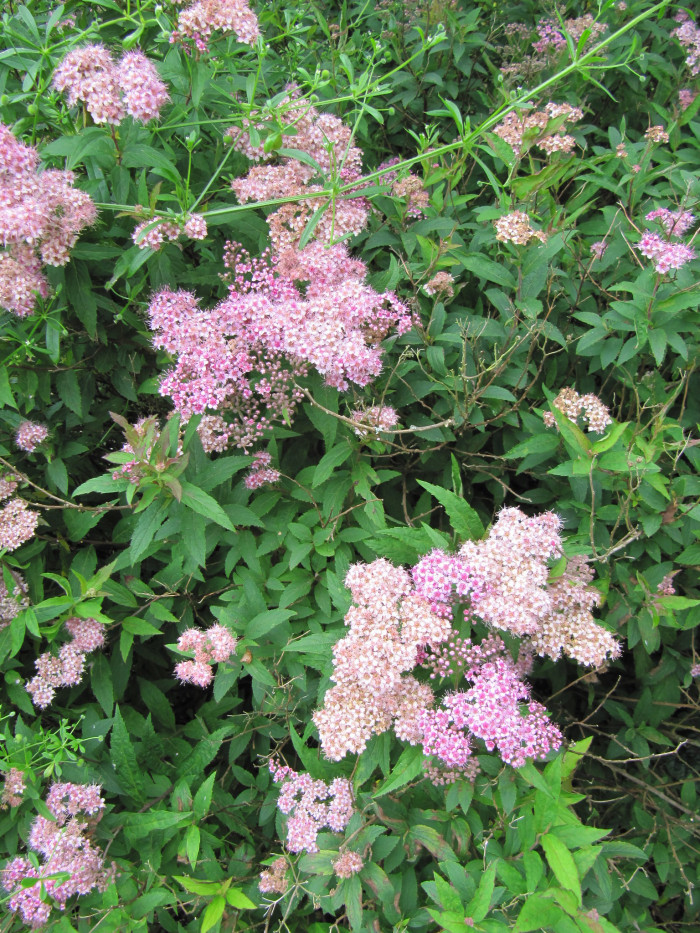일본조팝나무 - Spiraea japonica L.f.