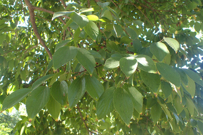 팽나무 - Chinese Hackberry, Celtis sinensis Pers.