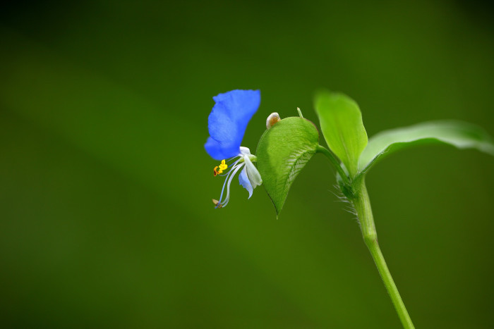 닭의장풀  - Commelina communis L