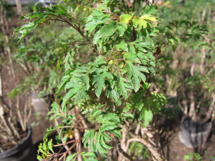 폴리샤스 - Polyscias fruticosa