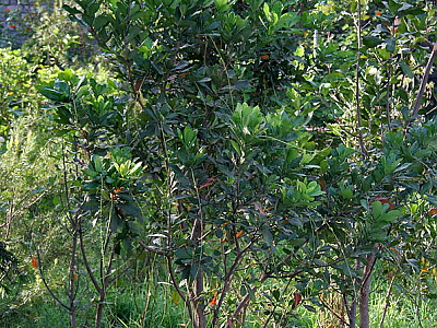 담수맹그로브 사진 - Barringtonia acutangula Photos
