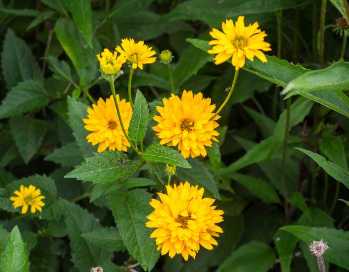 하늘바라기 - Heliopsis, Heliopsis helianthoides (L.) Sweet