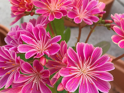 레위시아 사진 - Lewisia Photos