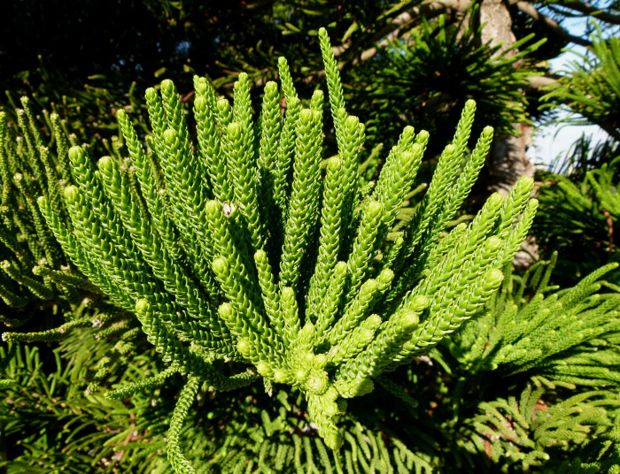 아라우카리아 - Norfolk Island Pine, Araucaria heterophylla (Salisb.) Franco