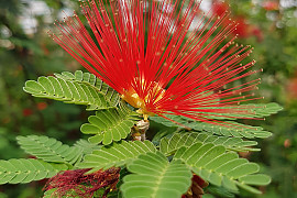 홍자귀나무 - Calliandra emarginata