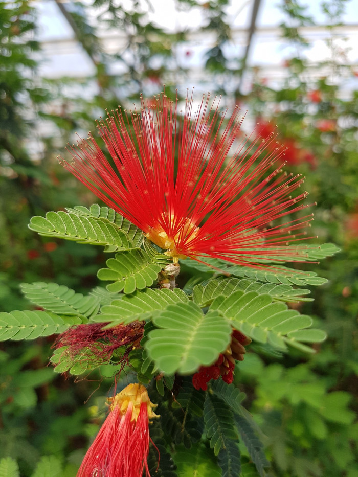 홍자귀나무 - Powder Puff Flower, Calliandra emarginata