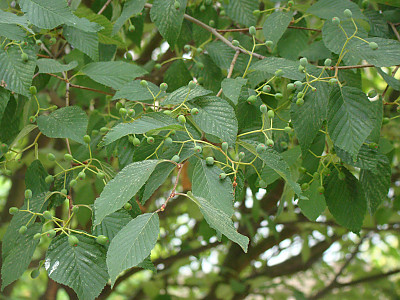 팥배나무 사진 - Sorbus alnifolia (Siebold & Zucc.) K.Koch Photos
