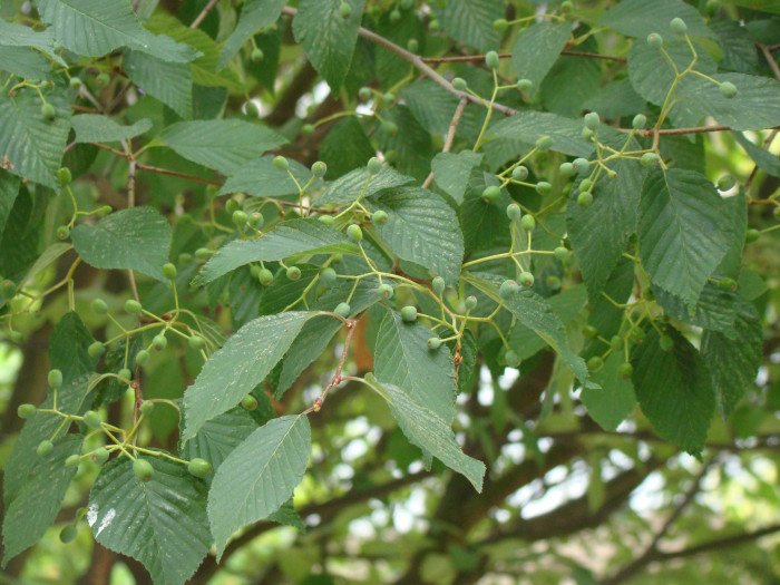 팥배나무 - Korean mountain ash, Sorbus alnifolia (Siebold & Zucc.) K.Koch