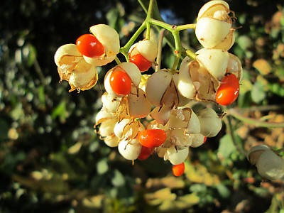 사철나무 사진 - Euonymus japonicus Thunb. Photos