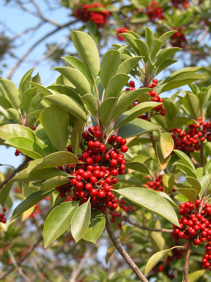 먼나무 - Ilex rotunda Thunb.