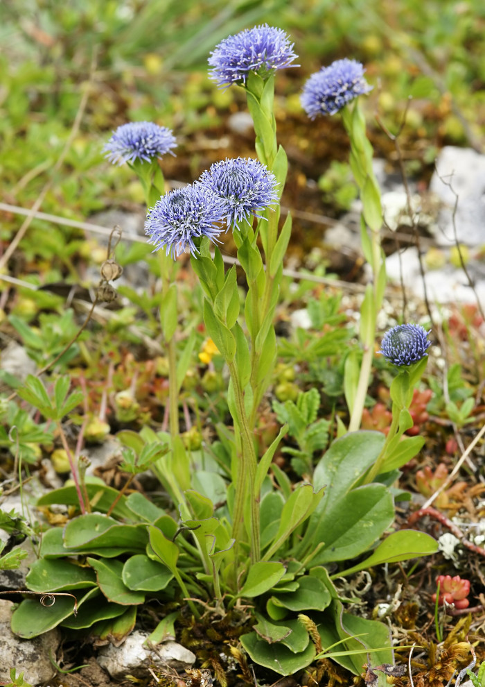 글로블라리아  펀타타 - Globe Daisy, Globularia punctata