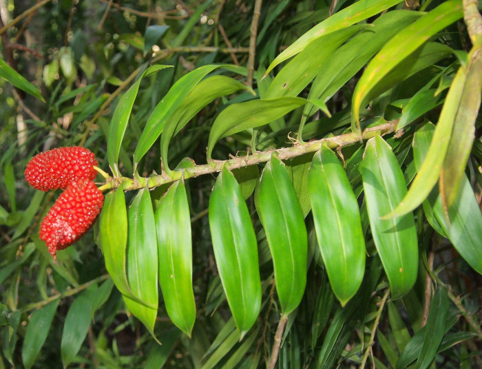 프레이키네티아 - Freycinetia arborea
