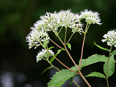 뚝갈 사진 - Patrinia villosa (Thunb.) Juss. Photos