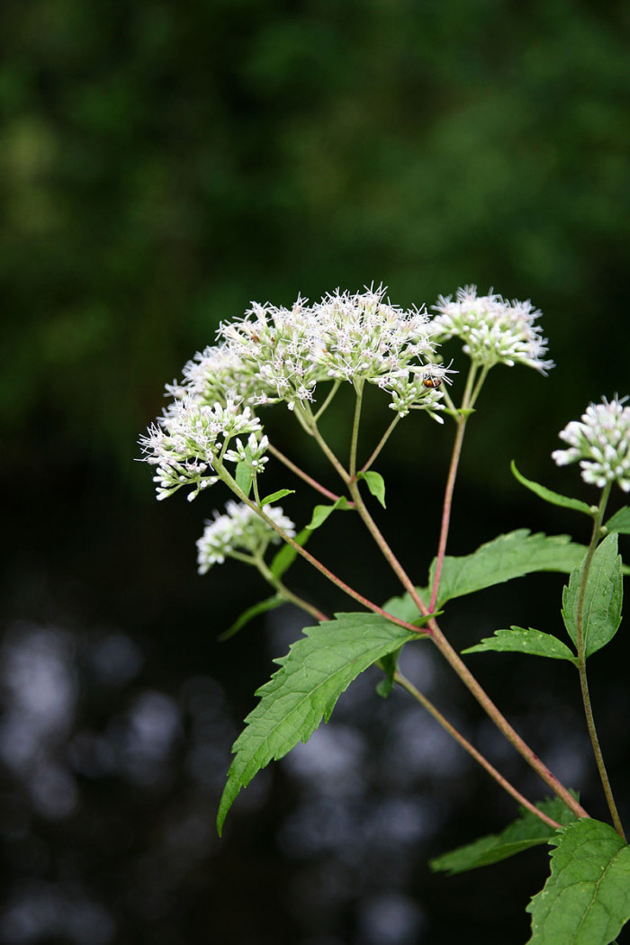 뚝갈 - Patrinia villosa (Thunb.) Juss.