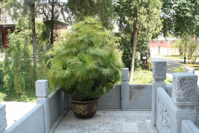 종려죽 - Slender Lady Palm, Rhapis Palm, Rhapis humilis Blume