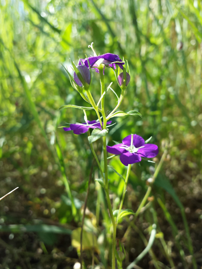 레고시아 - Legousia speculum-veneris L.