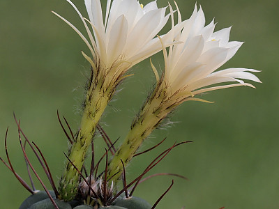 기선옥 사진 - Matucana madisoniorum (Hutchison) G. D. Rowley Photos