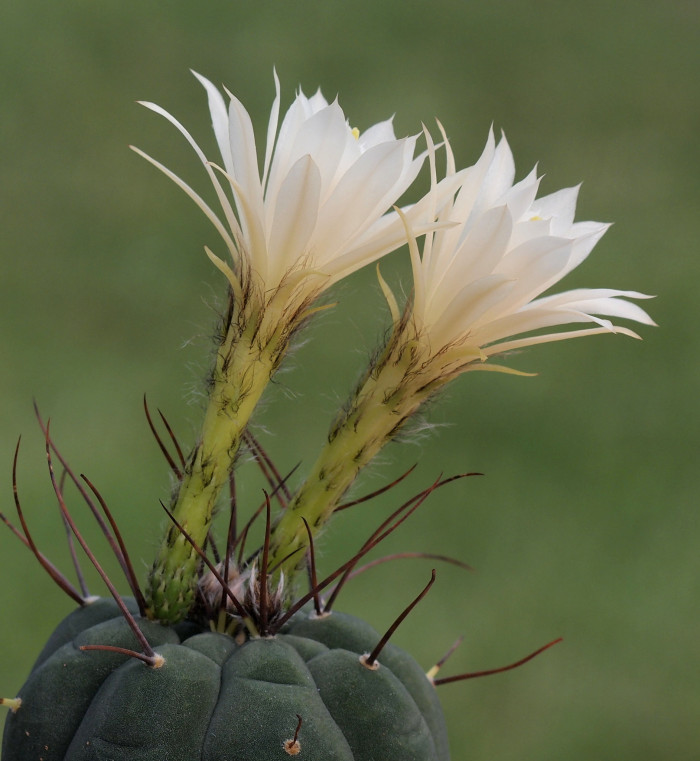 기선옥 - Matucana madisoniorum (Hutchison) G. D. Rowley