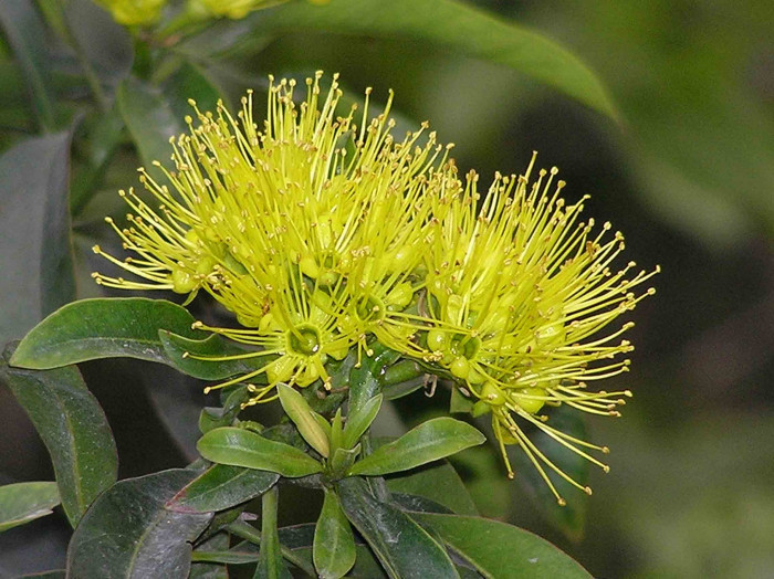 황금팬더 - Golden Penda, Xanthostemon chrysanthus