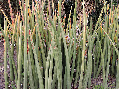 산세베리아 스투키 사진 - Sansevieria stuckyi Photos