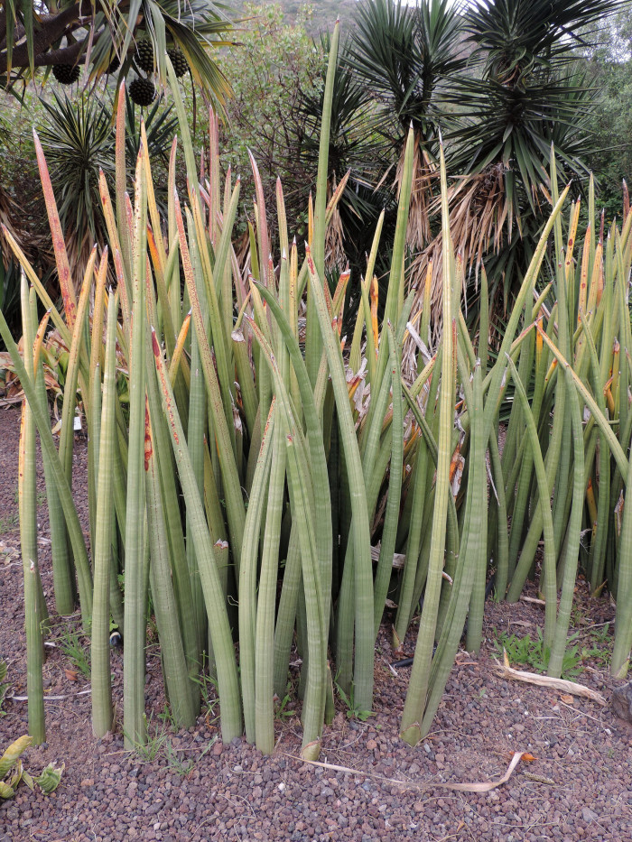 산세베리아 스투키 - Snake Plant, Sansevieria stuckyi