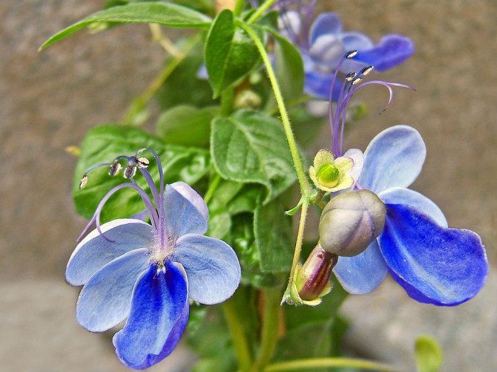 나비꽃 - Blue butterfly, Clerodendrum ugandense
