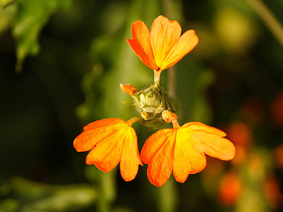 크로산드라 사진 - Crossandra infundibuliformis (L.) Nees Photos
