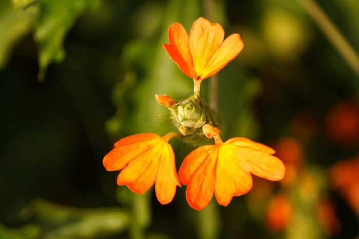 크로산드라 - Firecracker Flower, Firecracker Plant, Crossandra, Crossandra infundibuliformis (L.) Nees
