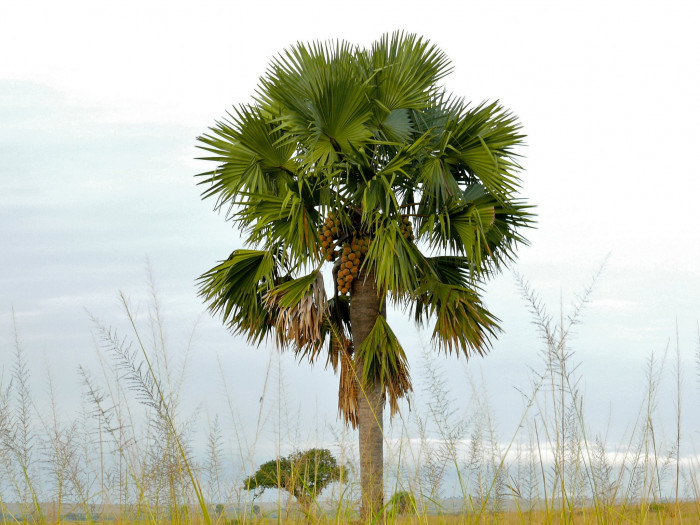 아프리카부채야자 - African fan palm, palmyra palm, deleb palm, ron palm, toddy palm, black rhun palm, Borassus aethiopum