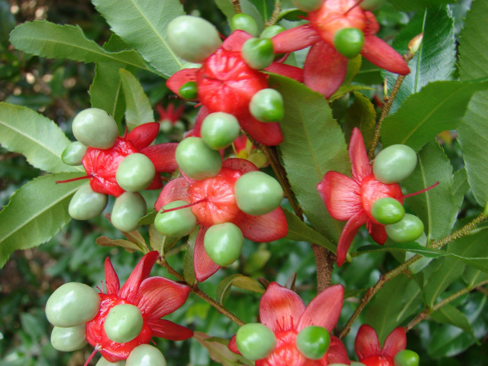 미키마우스트리 - Mickey Mouse bush, Small-leaved plane, Carnival bush, Ochna serrulata
