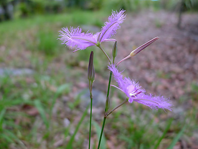보라술나리 사진 - Thysanotus tuberosus Photos