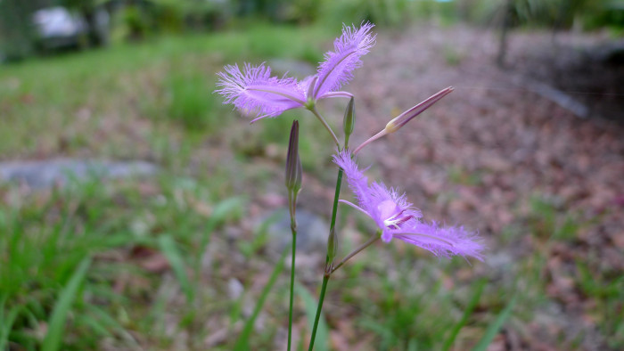 보라술나리 - Fringed Lily, Thysanotus tuberosus