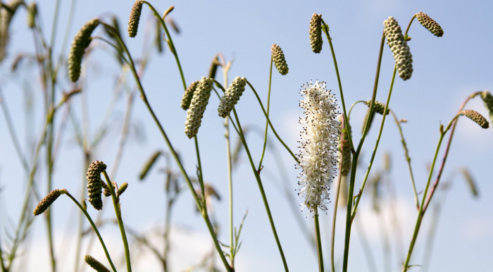 흰오이풀 - Sanguisorba tenuifolia Fisch. ex Link for. alba (Trautv. & Mey.) Kitam.