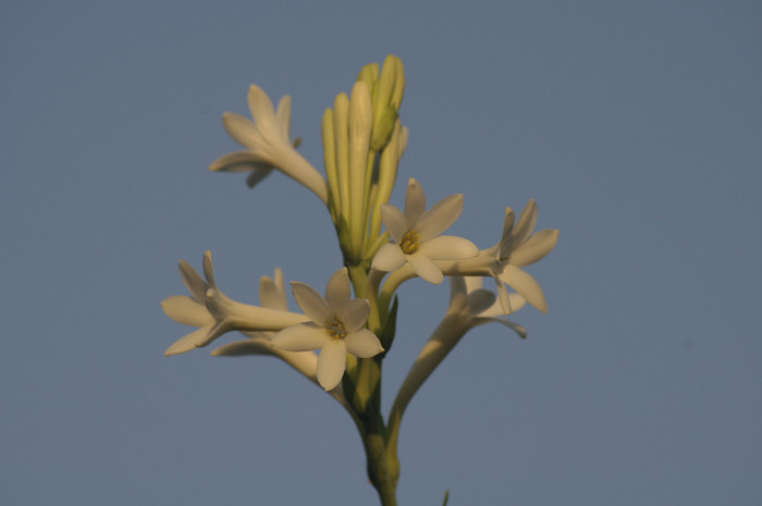 투베로사 - tuberosa, Polianthes tuberosa