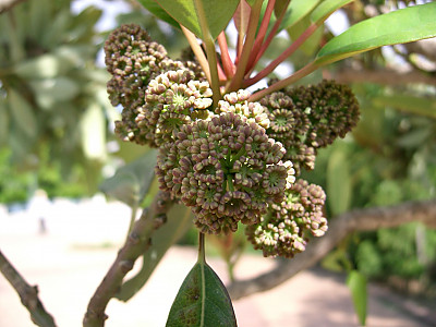 좀굴거리나무 사진 - Daphniphyllum teijsmanni Zoll. ex Kurz Photos