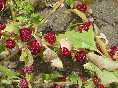 시금치딸기 사진 - Chenopodium capitatum Photos