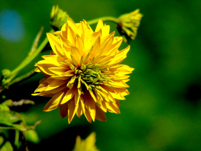 겹삼잎국화 사진 - Rudbeckia laciniata L. var. hortensis Bailey Photos