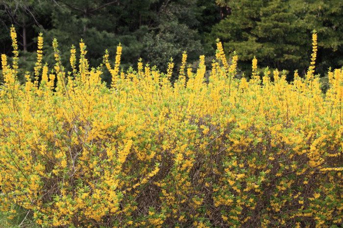 의성개나리 - Golden bells, Forsythia viridissima Lindl.