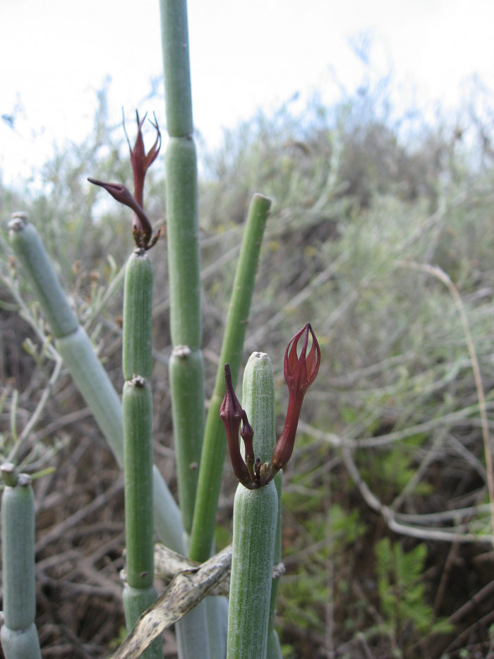 후시 - Ceropegia fusca