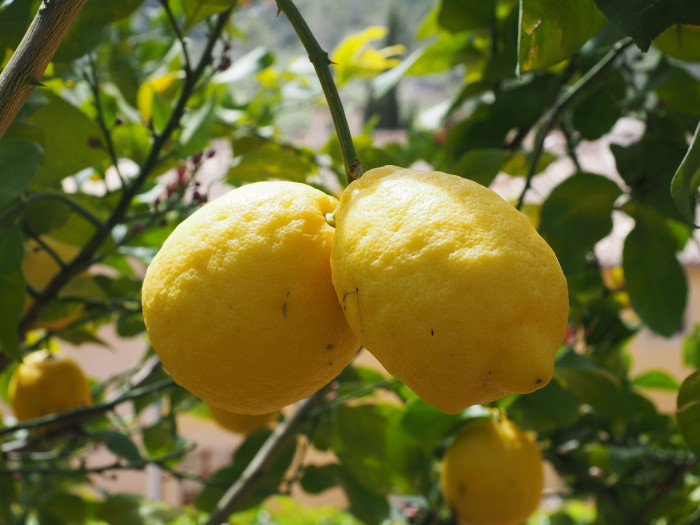레몬 - lemon, Citrus limon
