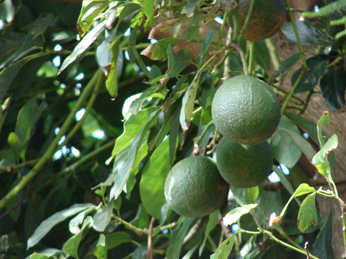 아보카도 - Avocado, Alligator pear, Butter fruit, Persea americana Mill.