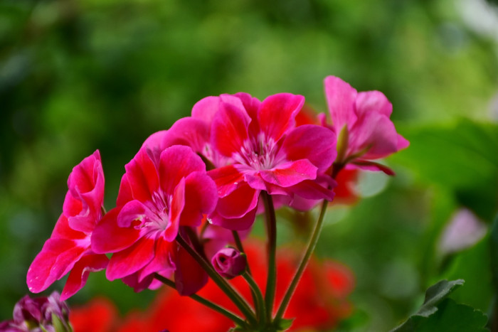 제라늄 - Geranium, Pelargonium inquinans