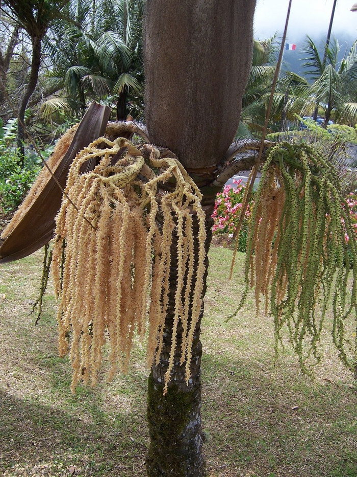 수염 야자 - barbel palm, Acanthophoenix rubra
