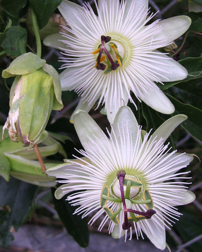 시계초 - passion flower, Passiflora caerulea