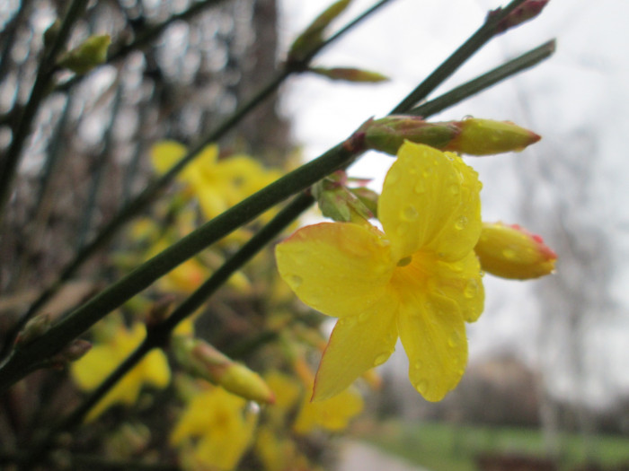 영춘화 - Jasminum nudiflorum Lindl.